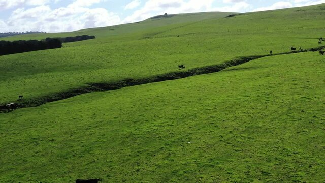 Close up of Angus and Murray Grey Cows eating long pasture in Australia