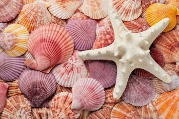 Beautiful sea shells and starfish as background, top view