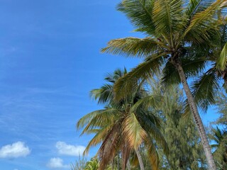palm trees on sky