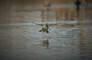 Ruddy duck in flight