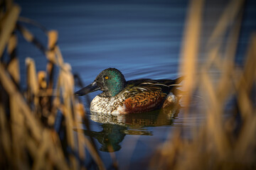 North American Shoveler on the lake