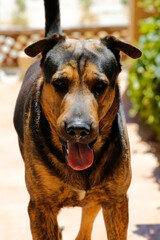 Cute Mongrel dog in the garden