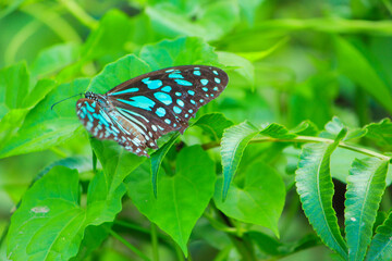 Beautiful Adonis blue butterfly stretched wings and sitting on green leaves at park of Bangladesh