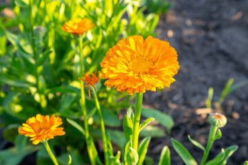 calendula flowers in the garden close up
