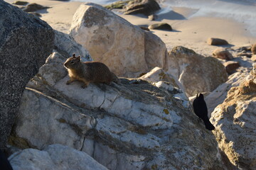 A squirrel and some birds from 17 Mile Drive Monterey, California.