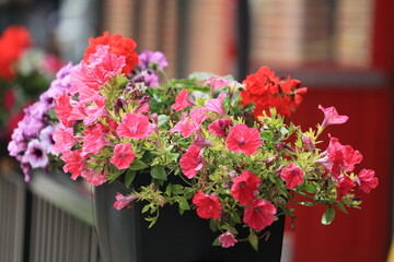 赤毛のアンの島、カナダのプリンスエドワード島