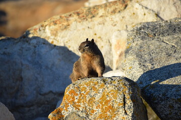 A squirrel from 17 Mile Drive, Monterey California.