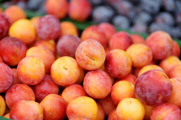 Ripe plums sold on outdoor farmer's market. Fresh bio fruits and vegetables on Vilnius farmer agricultural market.