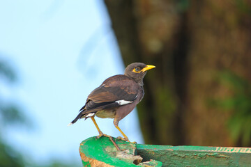 Beautiful brown color Starlings with its yellow beak sitting on wood and looking right side in Bangladesh