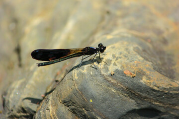 Beautiful lonely black colored damselfly sitting on rock in bright light in sajek, Bangladesh 