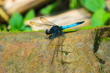A Blue colored beautiful dragonfly sitting on stone by opening it's wings inside jungle of Sajek, Bangladesh