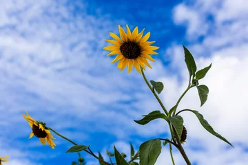 Wandcirkels plexiglas sunflower against blue sky © Billy Bateman