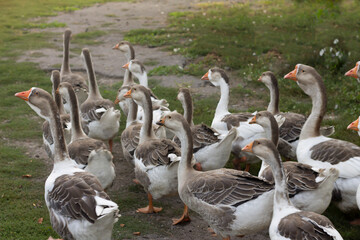 geese 