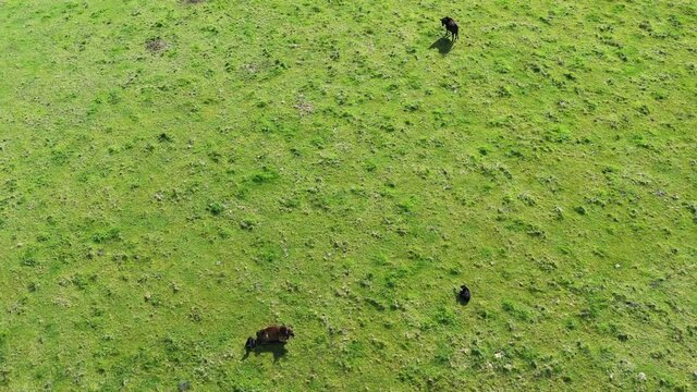 Close up of Angus and Murray Grey Cows eating long pasture in Australia