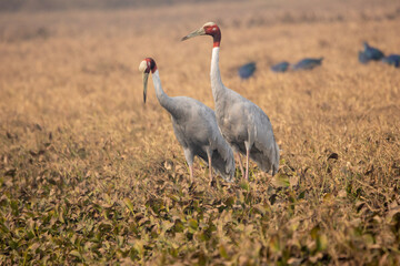 Sarus couple