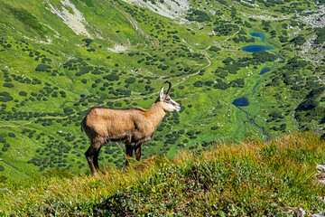 Tatra chamois (Rupicapra rupicapra tatrica) in Western Tatras, Slovakia
