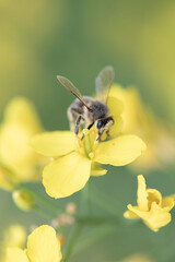 Beautiful bee collects nectar on rapeseed flowers, close-up.