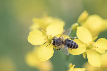 Beautiful bee collects nectar on rapeseed flowers, close-up.