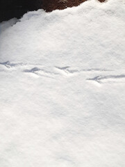 Fototapeta na wymiar First snow. Bird footprints on the background of new snow