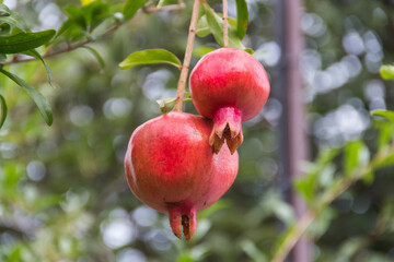 Two ripe Pomegranate fruit on the tree branch.
