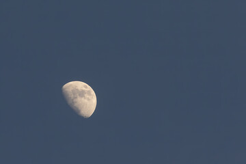 Half Moon phase with moonlight shining in the dark blue twilight sky  in summer evening. Moonrise in the daytime before sunset.