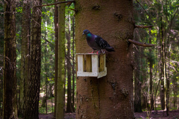 animal, appetite, background, beak, birch tree, bird, birdhouse, black, box, branch, cedar, corn, dove, fauna, feed, feeder, fly, food, forest, freedom, garden, green, grey, home, house, hunger, lands