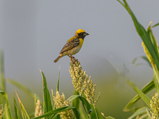 Baya Weaver are best known for the elaborately hanging retort shaped woven nests constructed by males from leaves. Breeding  males have bright yellow crown, dark brown mask, blackish brown bill.