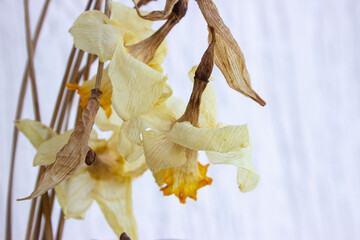 Fototapeta na wymiar A bouquet of dry daffodils in a crystal vase. The concept of a beautiful wilting, aging. Herbarium. Dried flowers.