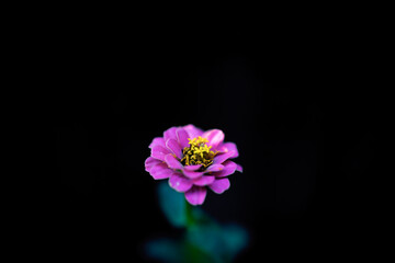 Cynia, Jakobinka - kwiat na ciemnym tle