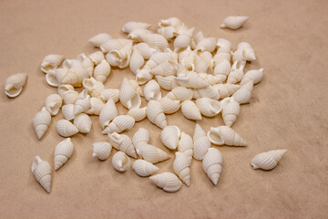 Shells nassarius white. Small white, spiral-shaped seashells lie loose. A beautiful mollusk with a textured shell.