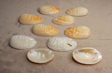 Shells arcuatula senhousia. Small white-yellow shells of seashells. Beautiful ocean shells of the mussel family. - obrazy, fototapety, plakaty