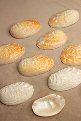 Shells arcuatula senhousia. Small white-yellow shells of seashells. Beautiful ocean shells of the...