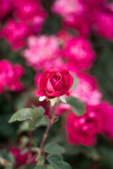 Pink full open roses with blurry bokeh background