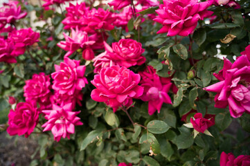 Pink full open roses with blurry bokeh background