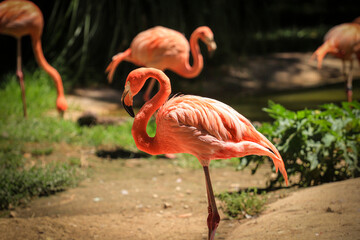 Pink Caribbean flamingo with vegetation in background