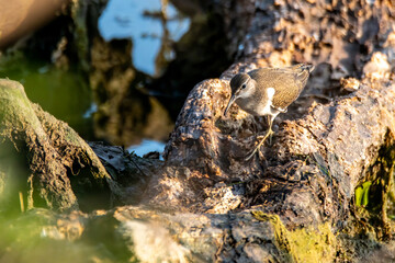 Fototapeta na wymiar tringa bird perched on a log by the lake