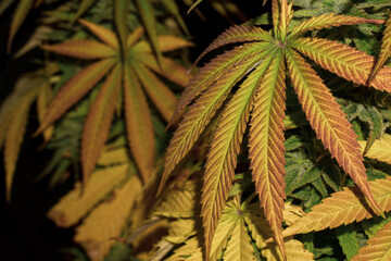 Yellow and violet marijuana leaves, autumn colors near their harvest. selected blur.