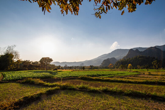 scenic image of agriculture fields in the Golden triangle