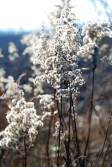 Samenflocken