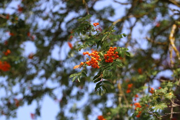Red rowan berries on the rowan tree branches