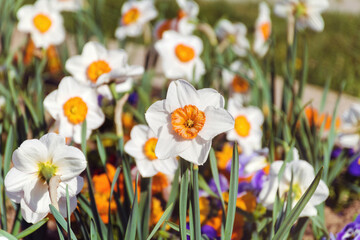 Obraz premium White Narcissus Flowers Blooming in a Spring Garden ,Spring Flowers Background 