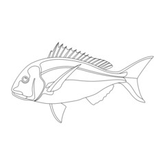 snapper fish, vector illustration, lining draw side