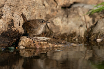  Wren in the park pond drinking (Troglodytes troglodytes troglodytes) 