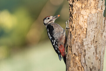Great Spotted Woodpecker perched on a branch (Dendrocopos major) 