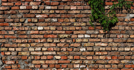 Old brick wall with wild grape