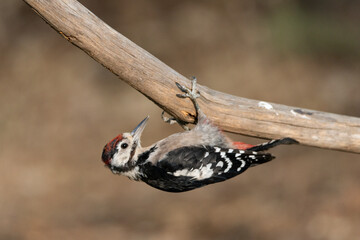 Great Spotted Woodpecker perched on a branch (Dendrocopos major) 