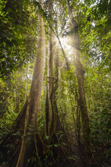 sun light through leaves in malaysia in the taman negara national park