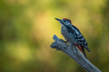 Great Spotted Woodpecker perched on a branch (Dendrocopos major) 