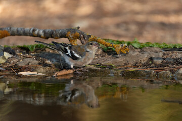 chaffinch drinking and bathing in the park pond (Fringilla coelebs)