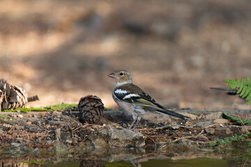 chaffinch drinking and bathing in the park pond (Fringilla coelebs)